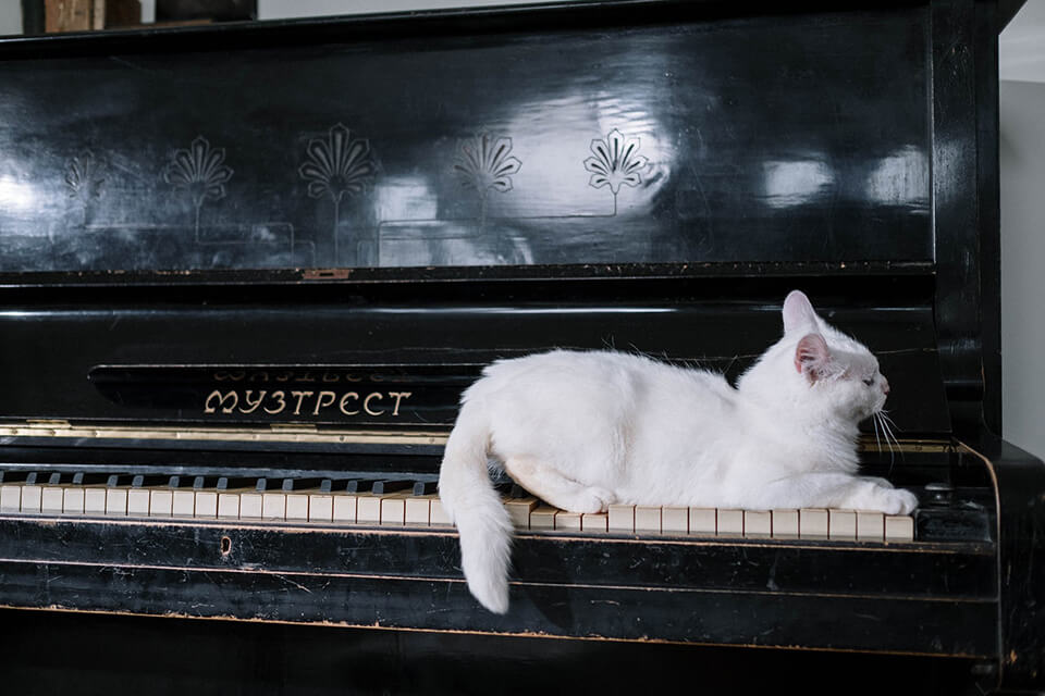 A cat on a piano