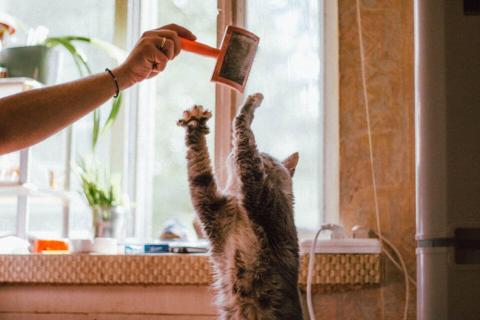 A cat playing with a brush