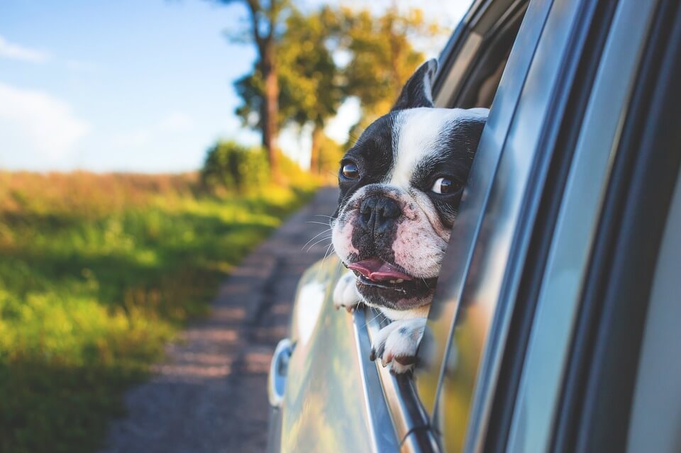A Boston Terrier peeking out the window