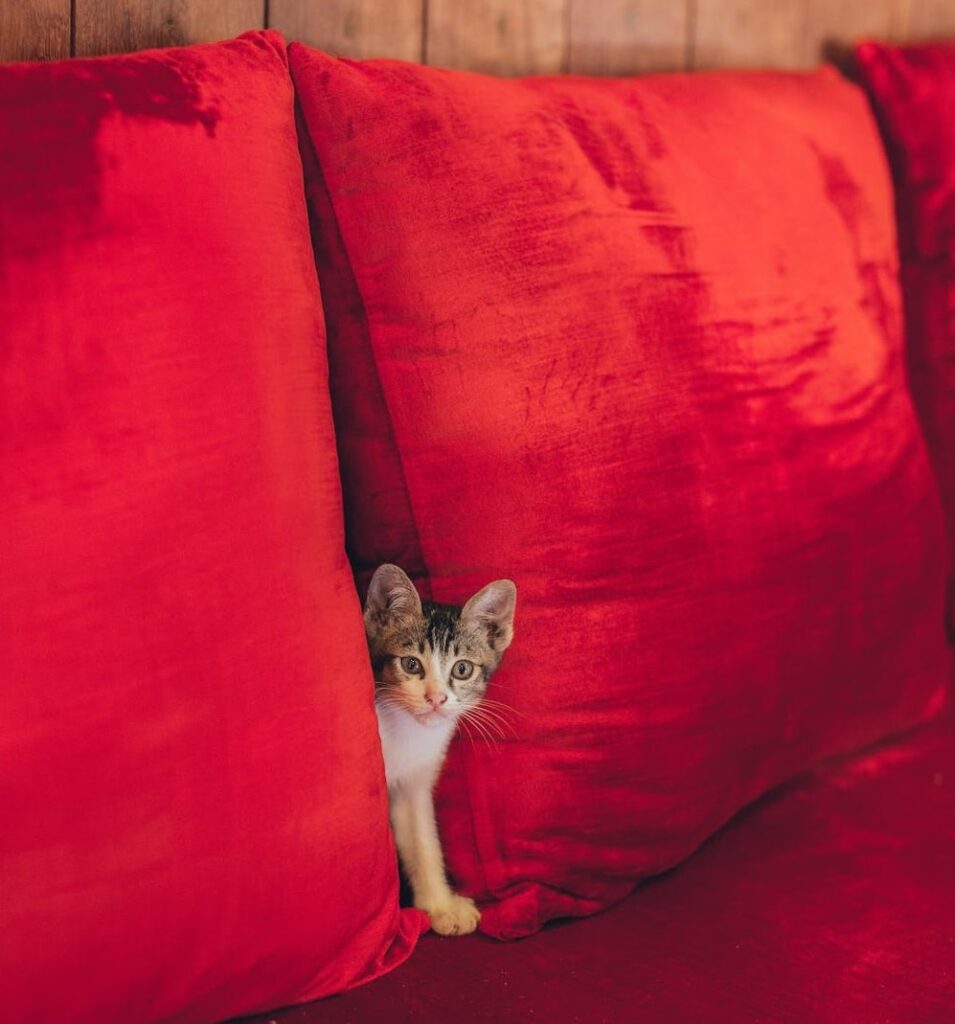 cat-standing-on-couch-between-pillows